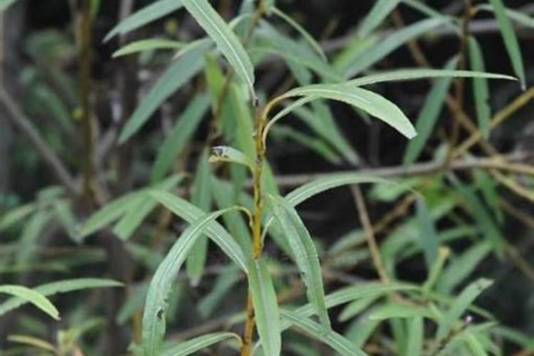 彩叶杞柳什么时候开花