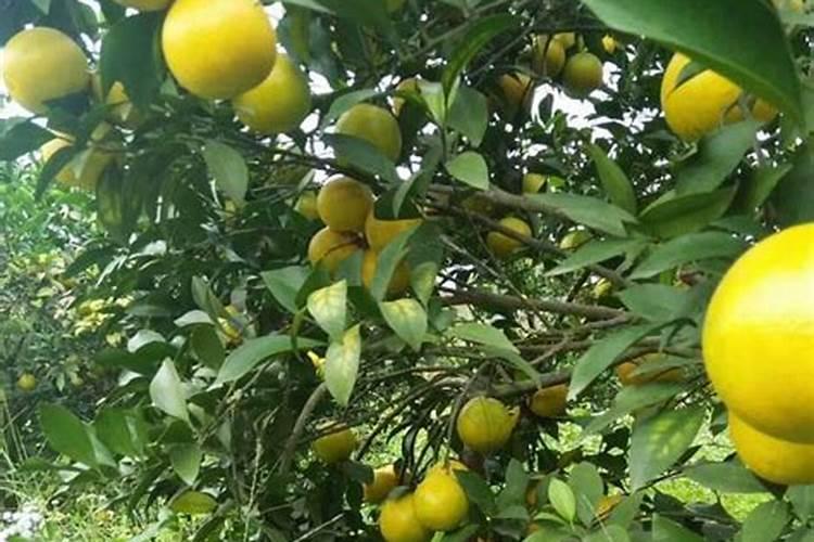 柑橘园可以种植红三叶草吗