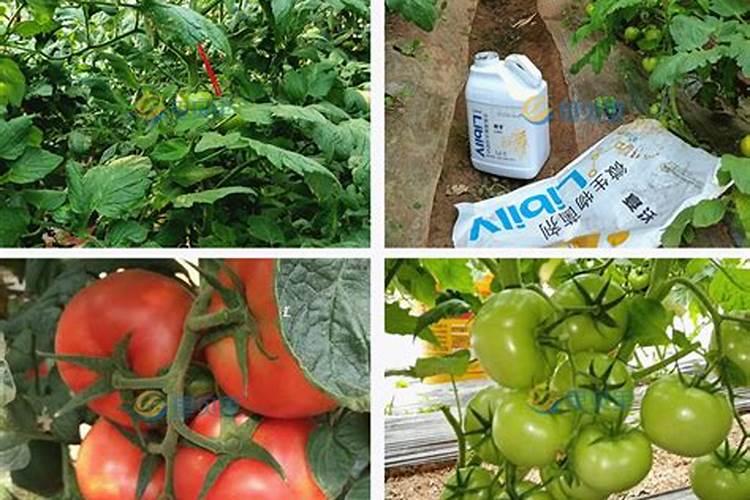 请问黄腐酸、氨基酸、腐植酸的作用和区别有哪些？