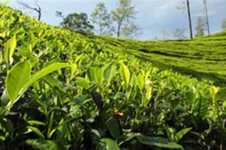 茶树浇水时间和正确方法