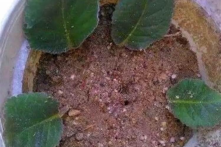 大岩桐,冬天没有挖出一直埋在花盆里,怎么一直还不发芽呢？会发芽吗？