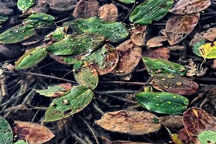 树叶可以做肥料吗