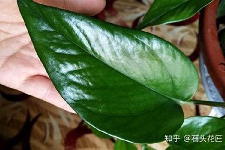 芦荟怎么养,叶子干瘪怎么办,能恢复吗