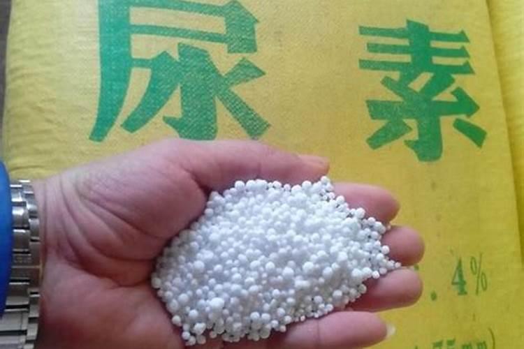 招财树叶子发黄怎么办