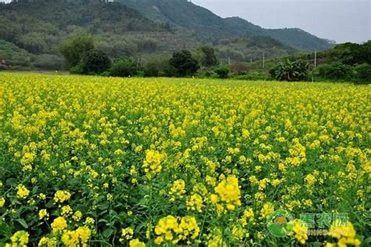 油菜什么时候施硼肥最好