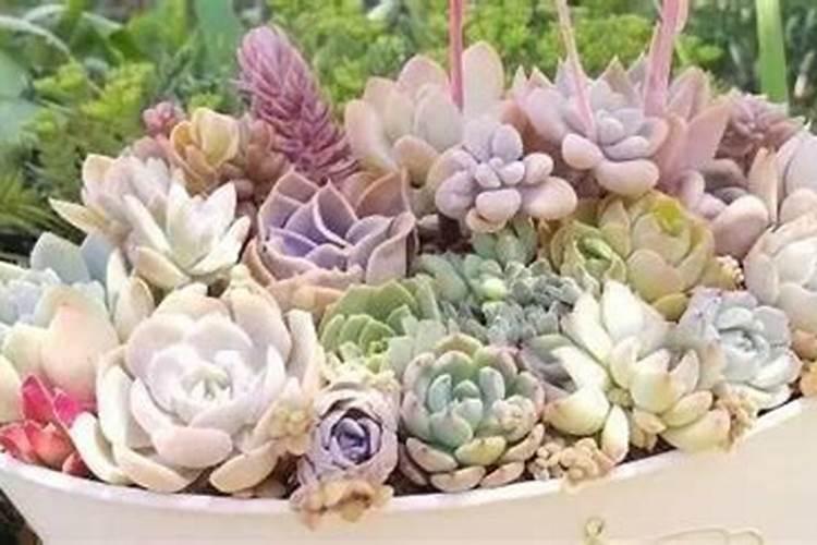 百合花可以用复合肥吗