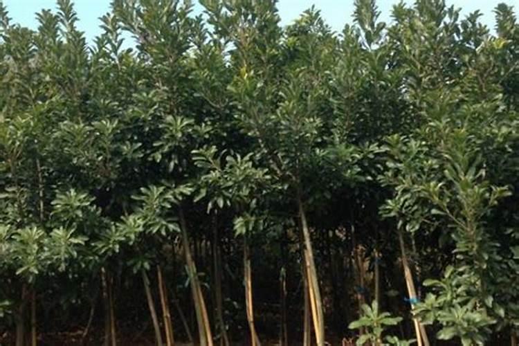 杨梅施什么肥料好 什么时候施肥最好