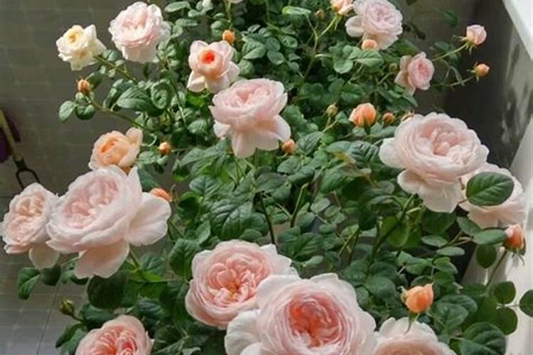 月季花怎么施肥？