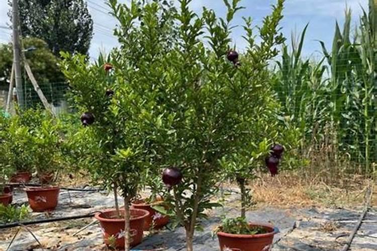 麻山药怎么种植 麻山药如何种植