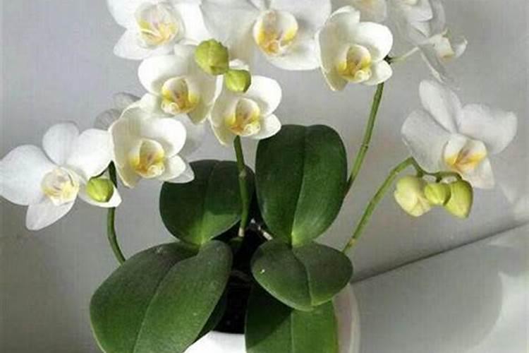 龙船花下山桩怎么养护