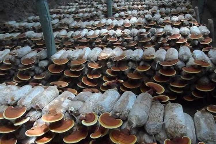 灵芝的养殖方法和注意事项有哪些