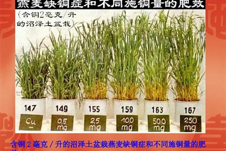 核桃树缺铜的症状和补救措施是什么？