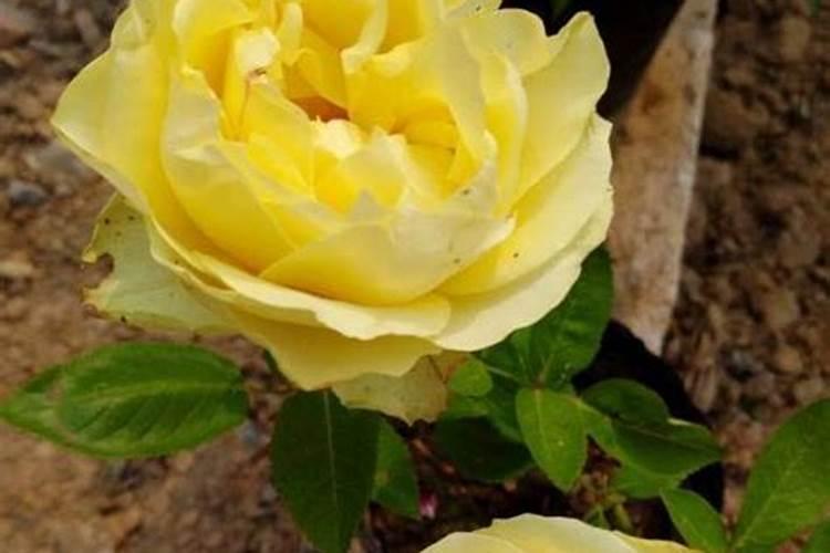 月季花夏季施什么肥好