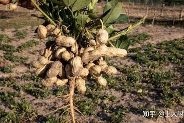 花生需要施什么肥结果多
