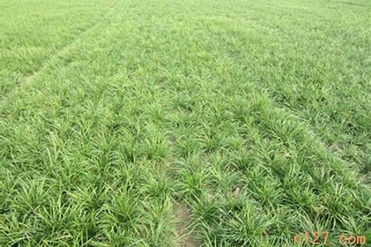 麦冬现在兰肥料用什么化肥最好