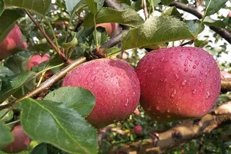 苹果树用什么肥料好