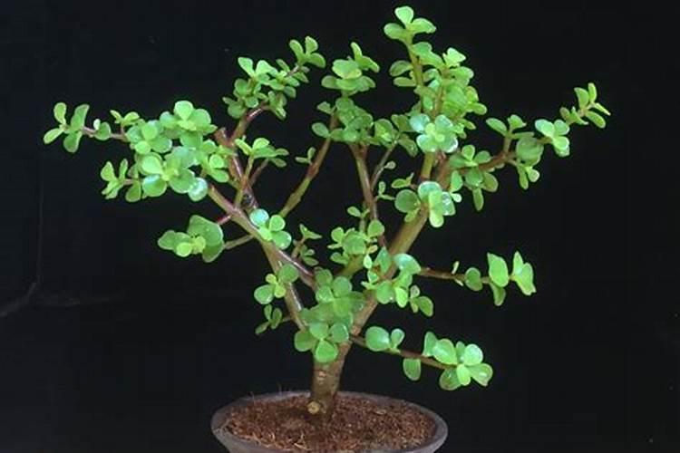 架豆角种植时间和方法