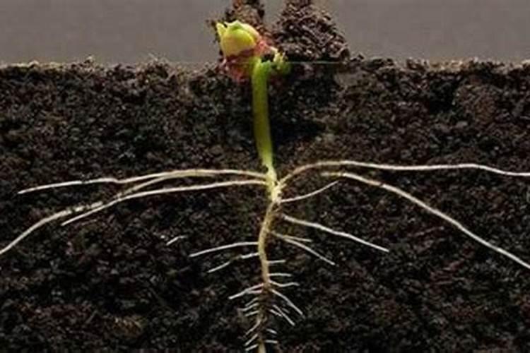 九里香要开花的时候应该注意点什么