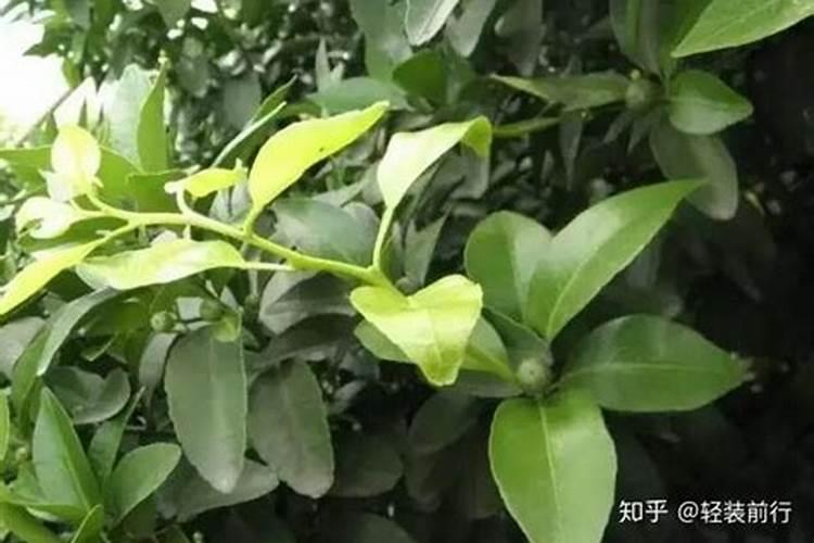 杨梅树施什么肥最好