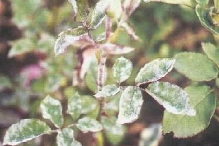 盆栽草莓自制肥料方法