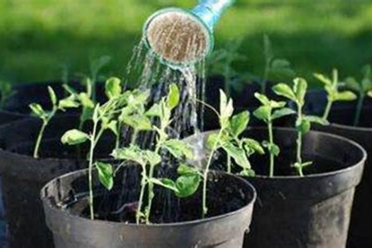 烤烟种植技术与方法