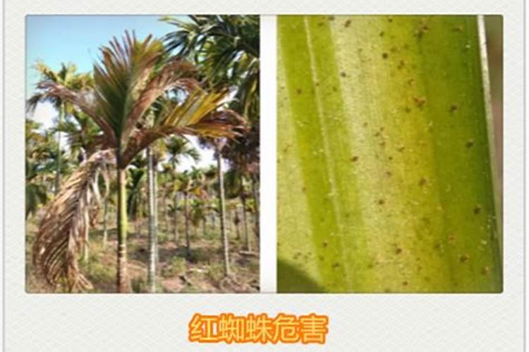 中谷农康含氨基酸水溶肥料请满园500g价格