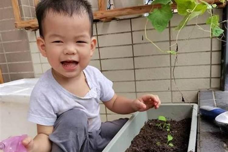 刚栽的菜苗应怎么浇水和追肥