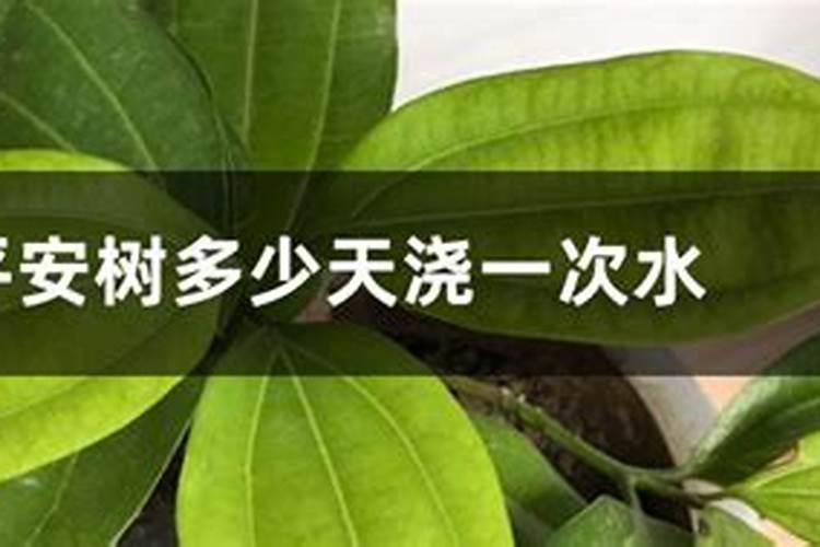 平安树多久施一次肥(施什么肥料最好)