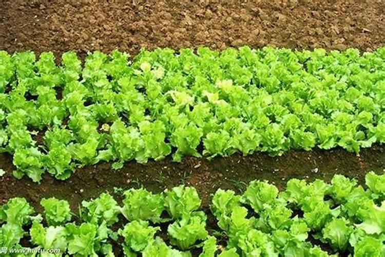 娃娃菜用什么肥料最好？