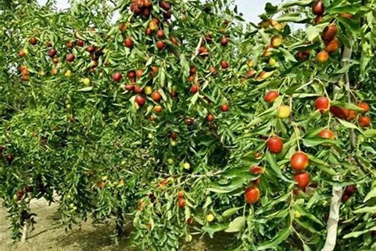 樱桃用矿源黄腐钾量？大樱桃栽植使用矿源黄腐酸钾有什么用