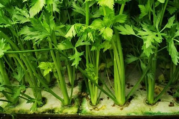 水培花卉叶面肥的使用