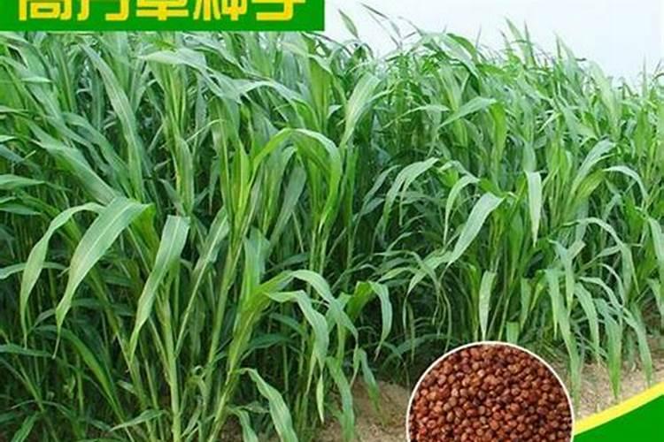 莲藕用什么肥料产量高