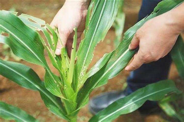 油菜什么时候施硼肥最好