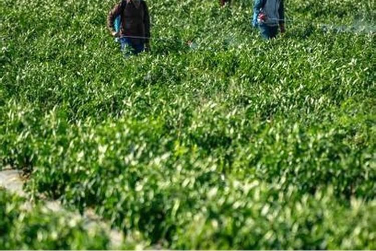 辣椒结果期用什么叶面肥效果好？辣椒挂果期喷什么叶面肥结果多？