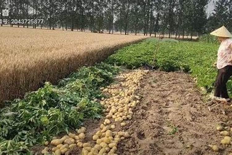 一亩地施多少有机肥、种土豆用什么肥料最好