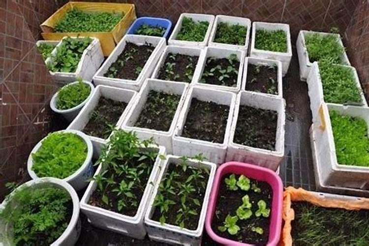 种菜用什么肥料最好
