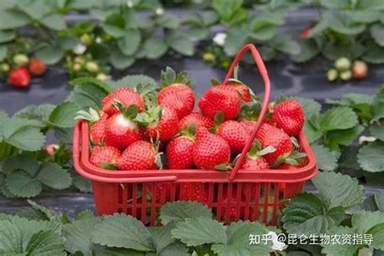 草莓的养殖方法