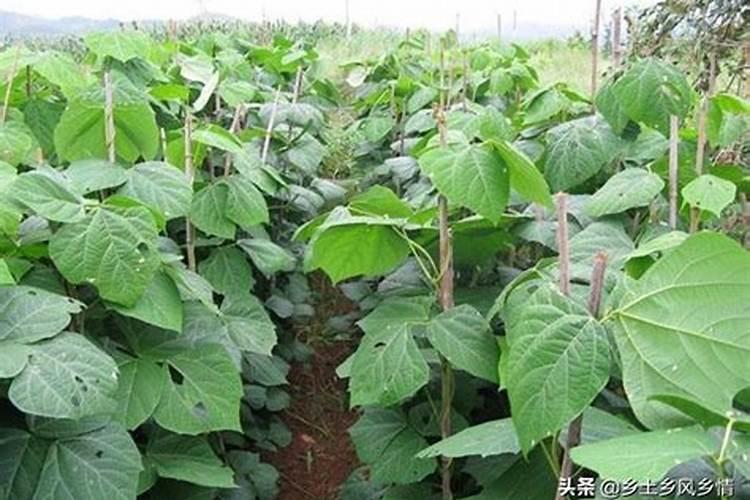 12月种凉薯几月放肥料