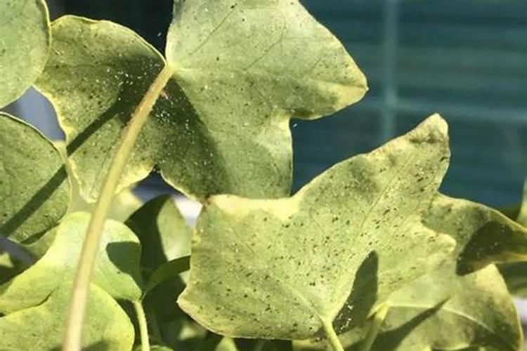 柠檬树长红蜘蛛,该怎么防治呢？