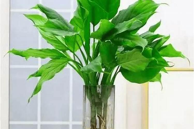 怎样才能养护好大叶万年青