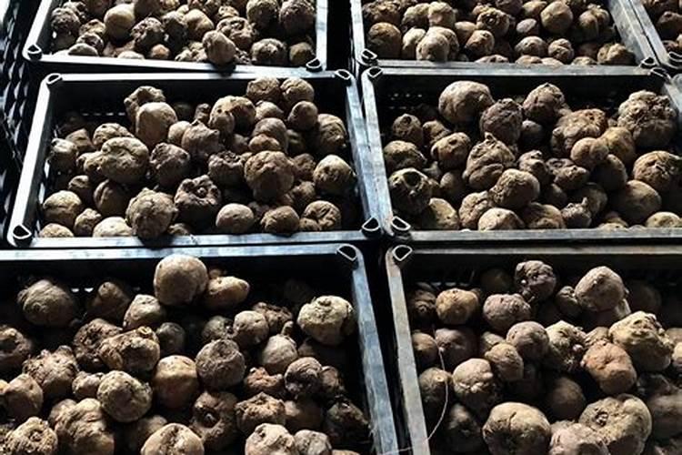 魔芋追肥用什么肥料好