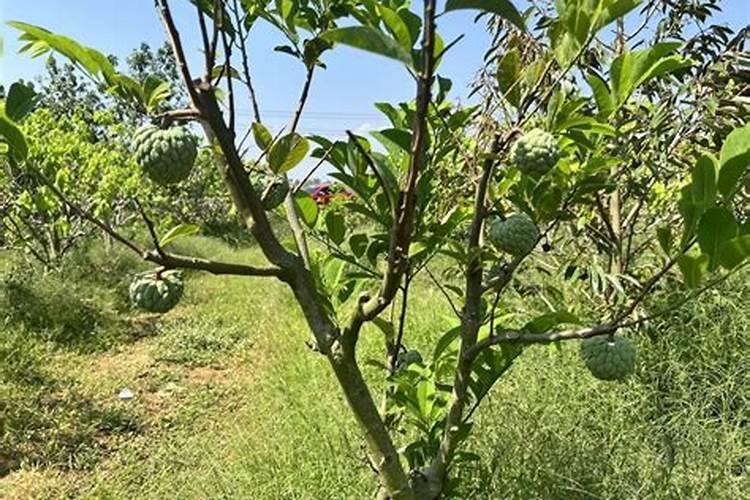 释迦果树种植方法