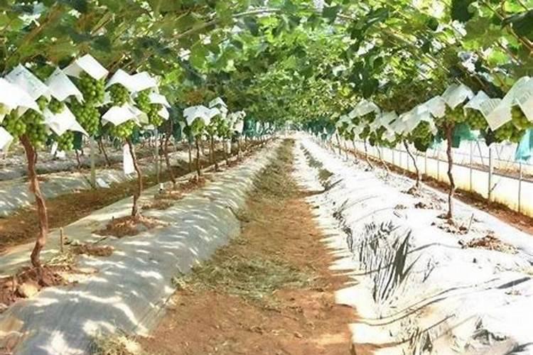果树能用氯化钾肥料吗 有哪些优缺点