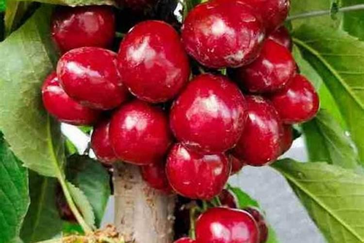 樱桃结果期冲施什么肥料好？樱桃膨大期追施用的肥料？