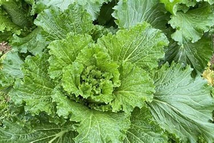 白菜后期施什么肥