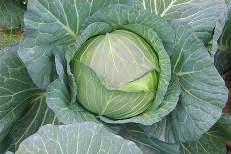 包心菜怎样施肥