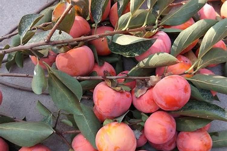 柿子树能上肥料吗