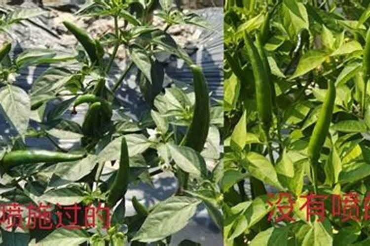 如何种植指天椒