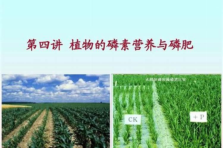 磷肥有哪些危害