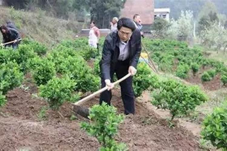 农户在种植苦瓜时,选择哪一种肥料可以提高产量和品质？